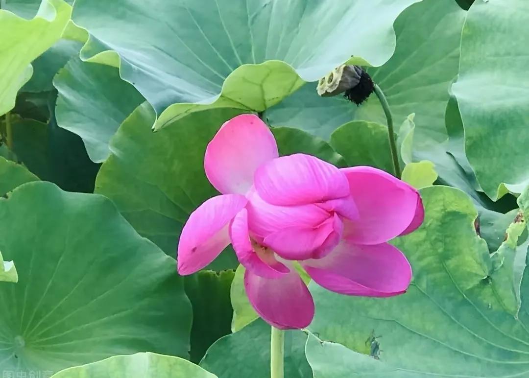 深深爱着你，心里眼里都是你；有你陪的人生，时光静好，岁月如歌