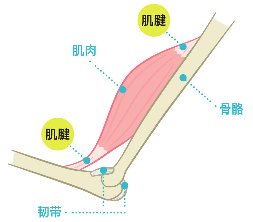 足部专家:"跟腱拉伸"是保持足部年轻的万能药?