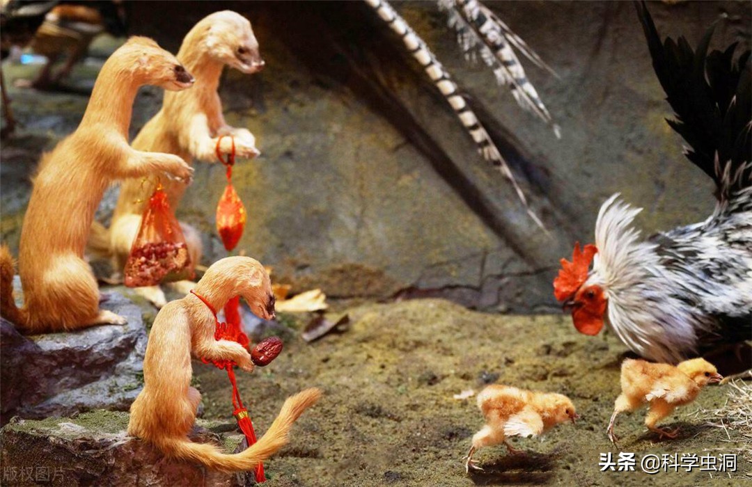 24年前的黄鼠狼"讨封"事件,究竟是真是假?