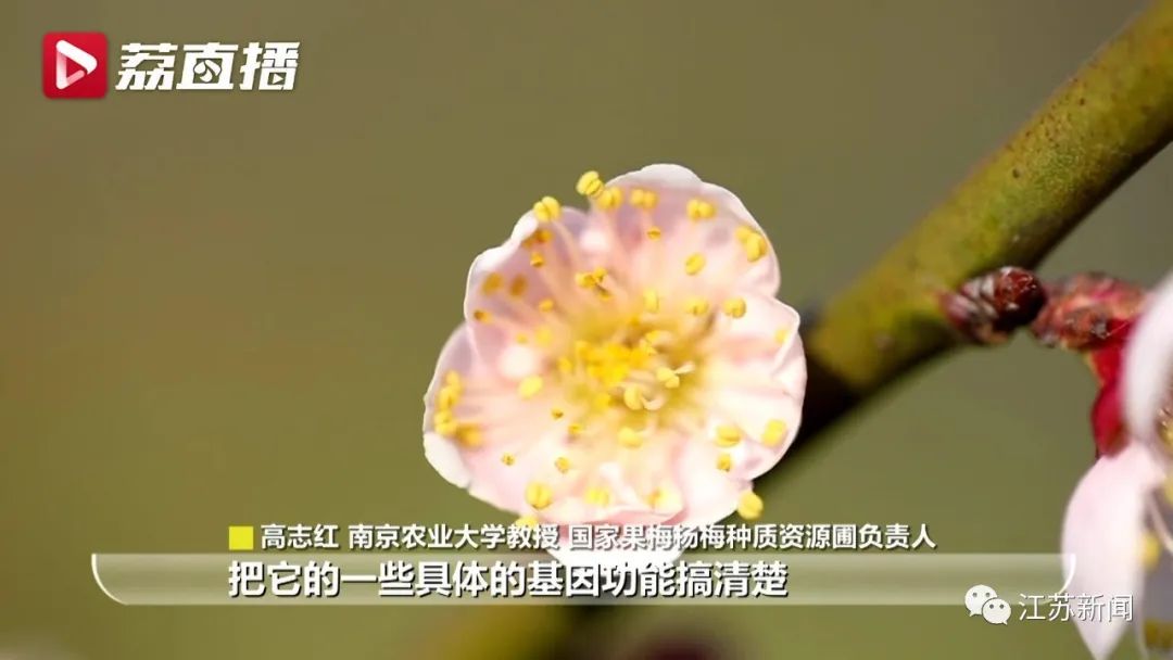 20年坚守三代人奋斗，这群&ldquo;最懂梅花的人&rdquo;，终于开出最美的花