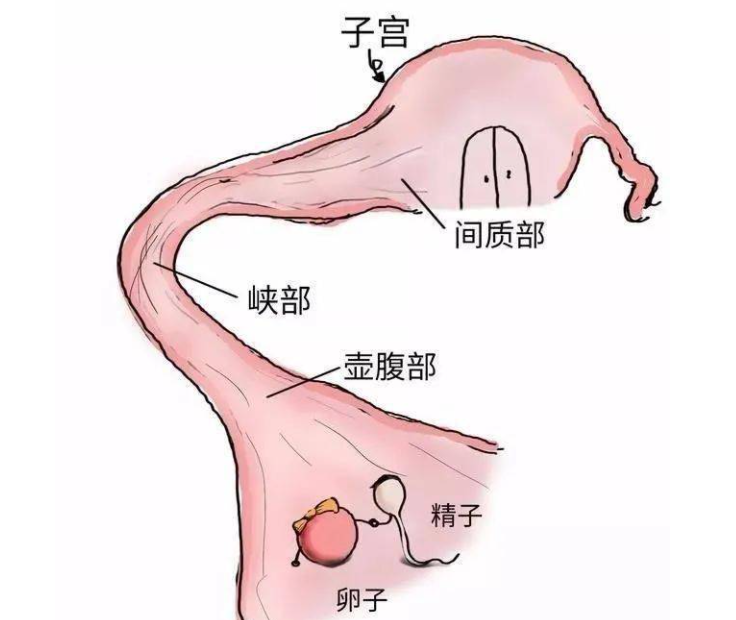 早孕检查只是为了确定怀孕吗？没那么简单，这几件事情更重要