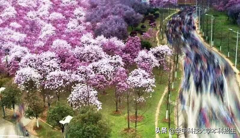 2022年，第一份“最强offer”诞生，来自华中科技大学！