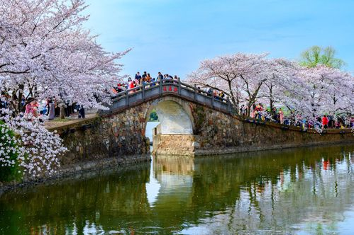 万里云 | 芳心寸寸情依旧，霞彩年年绘早春（樱韵读春格律十二首）