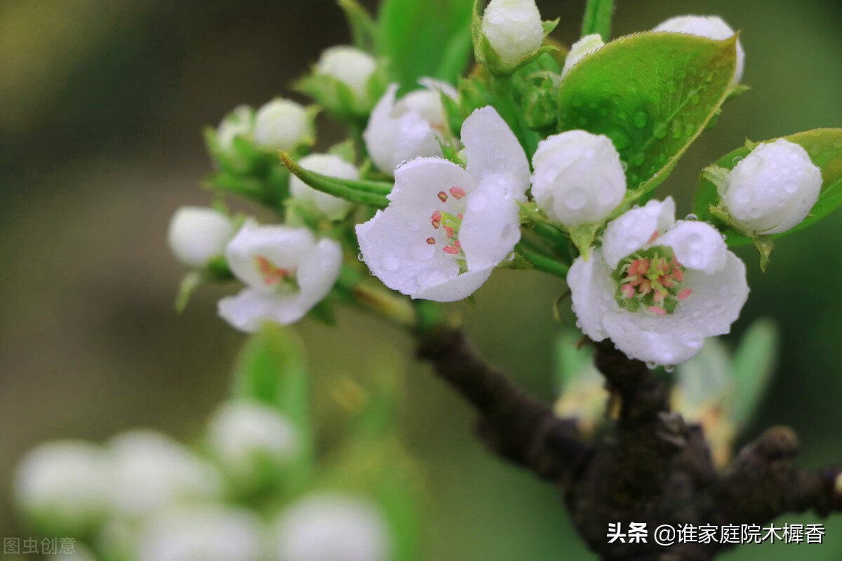 梨花风起正清明，悲伤时还有阳光，逝去的亲人，永远活在你的心里