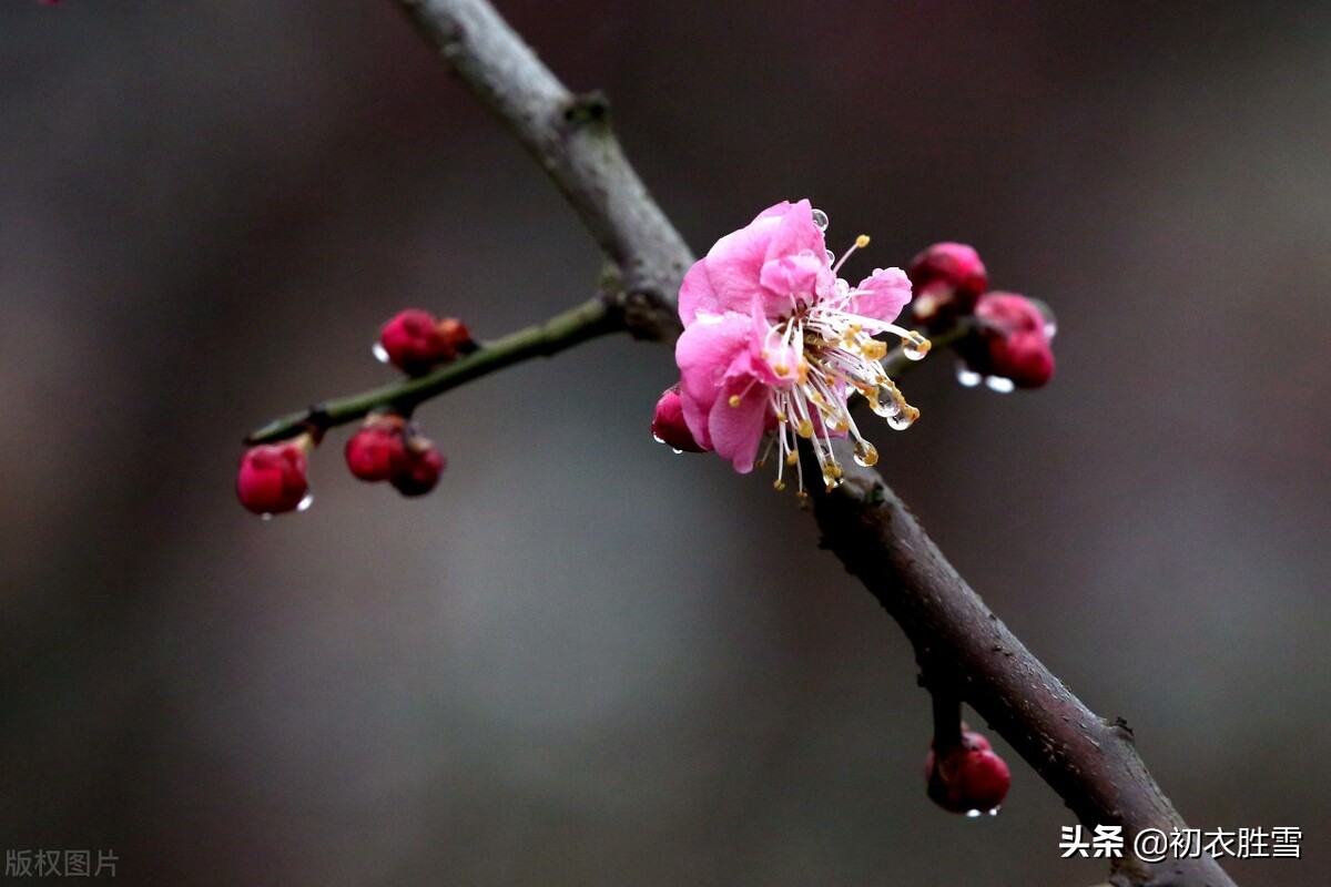 温柔冬雨五首：一阵暗香风送到，梅花窗外雨绵绵