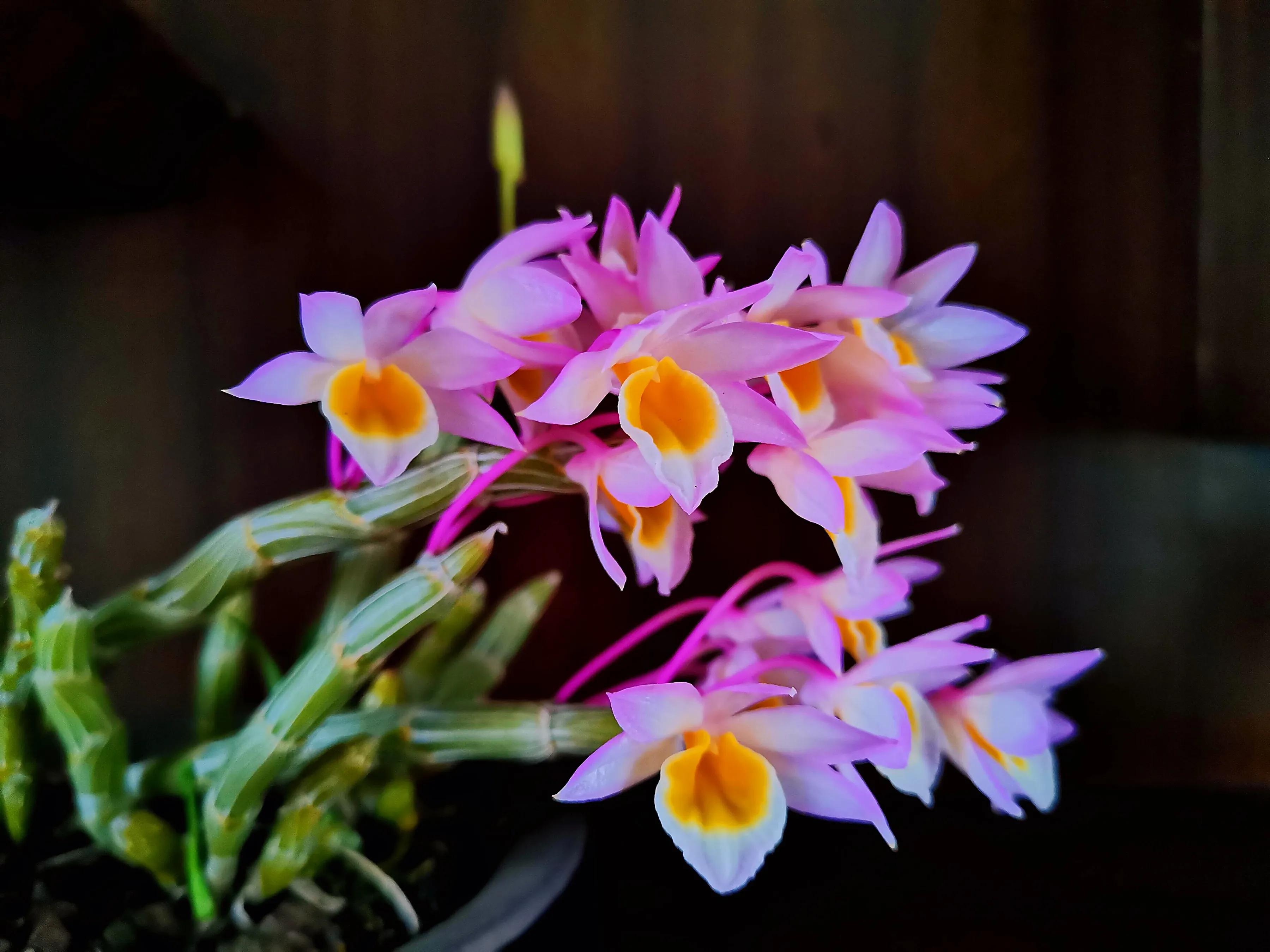 玫瑰石斛～茎悬垂，花姿优雅，玲珑可爱，花色鲜艳，气味芳香