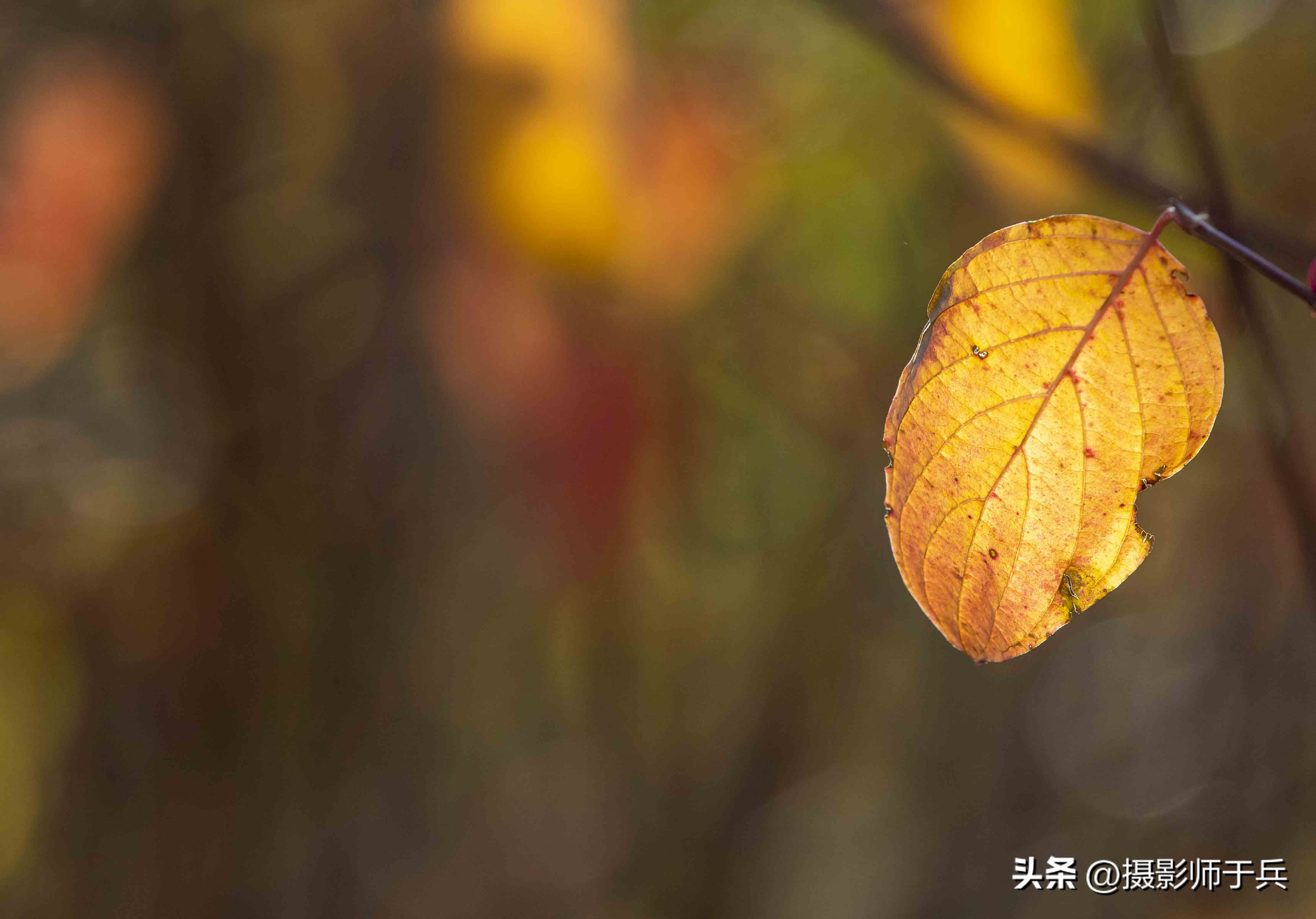 秋天唯美短句,最适合发朋友圈