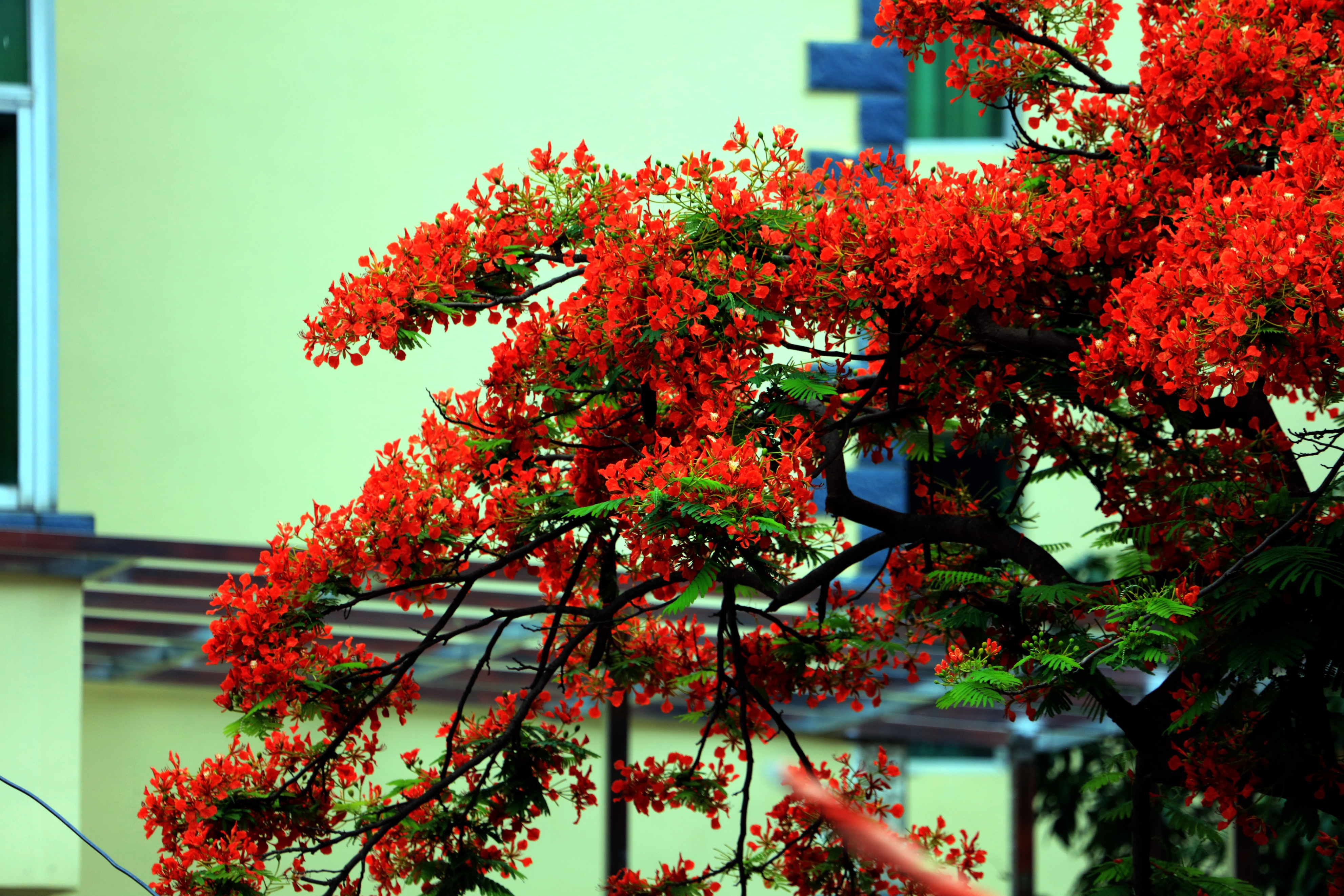 巧家凤凰花盛开四方游人赏景来