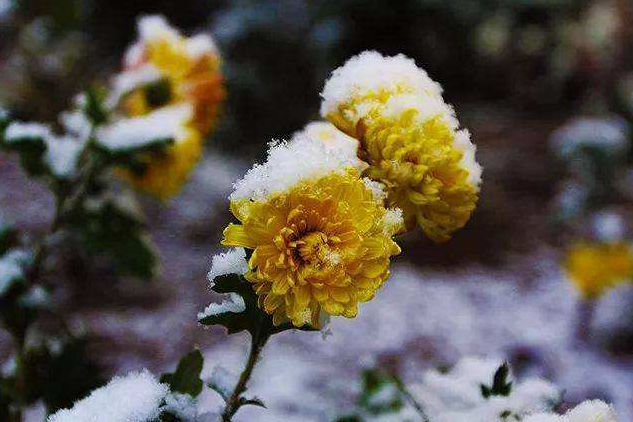 「诗词鉴赏」冬菊忘年友，十首有关冬菊的诗词，看菊花傲霜斗雪