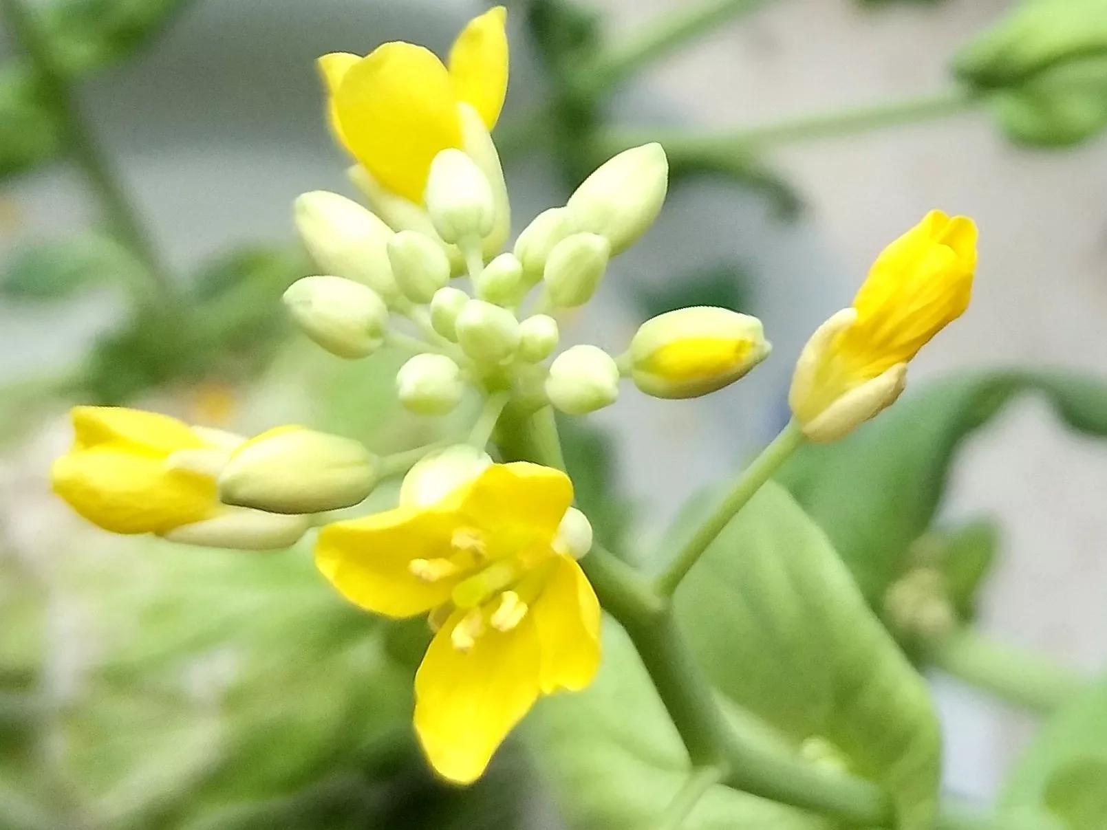 冬日里的惊喜:妖娆的白菜花油生春天般的暖意