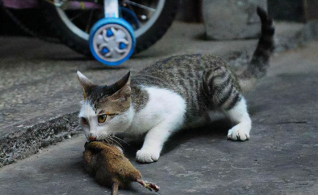 猫咪半夜喵叫，可能有这些原因