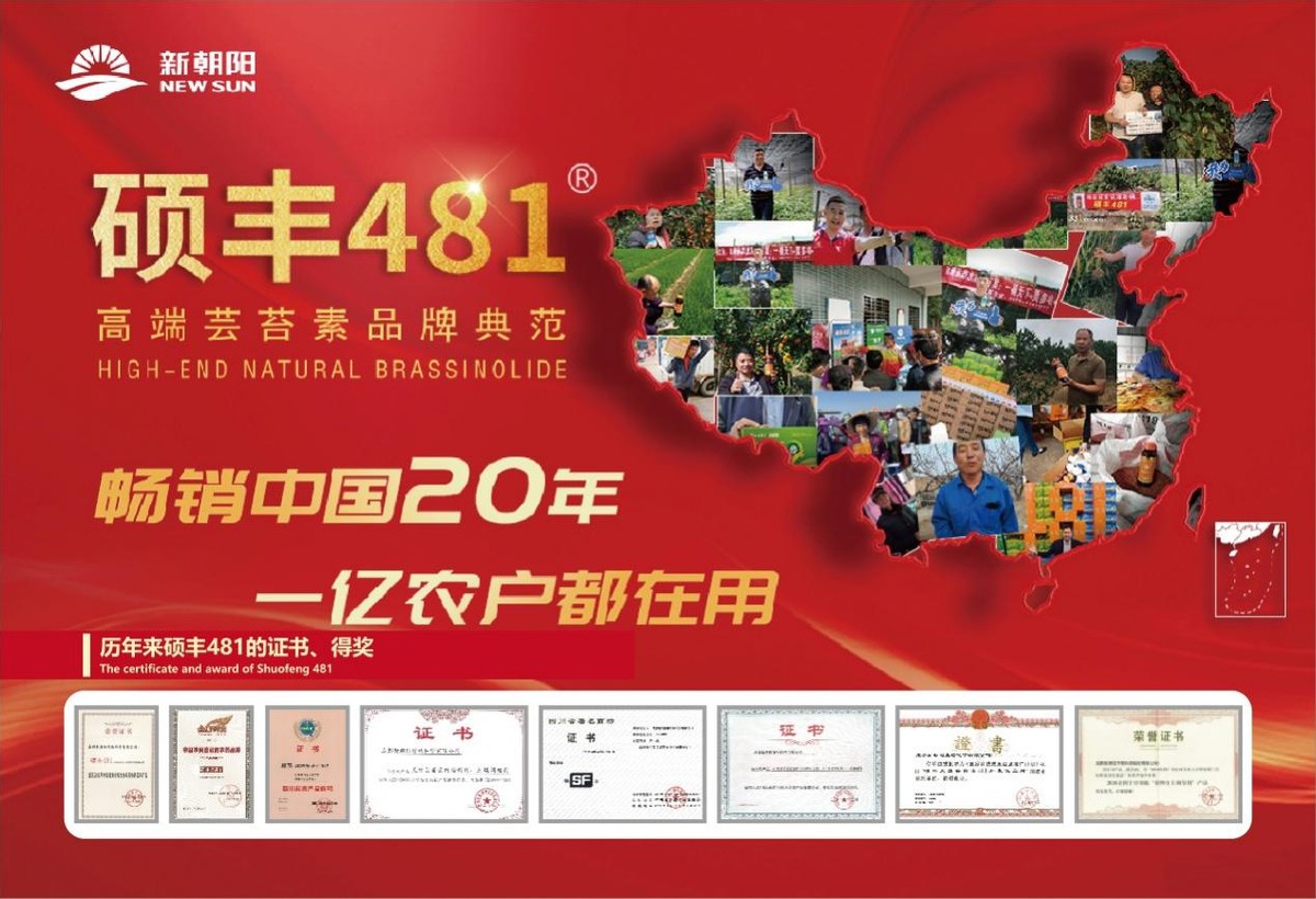 碩豐481,碩豐481蕓苔素