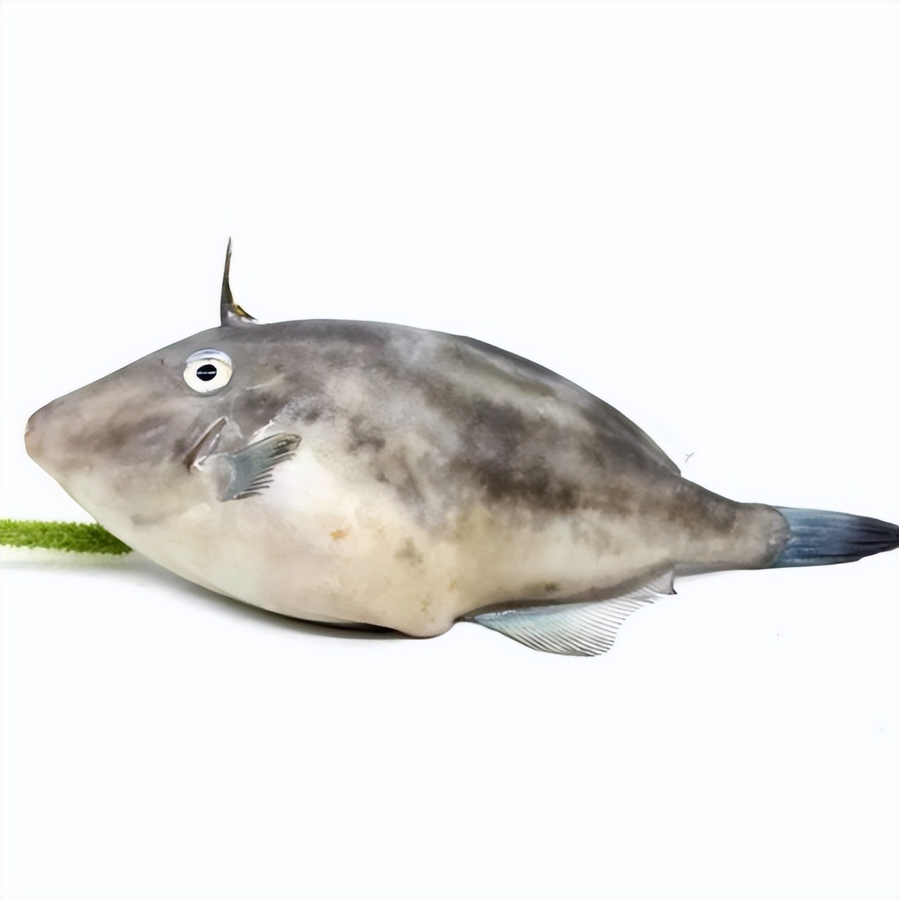 扒皮鱼为什么要扒皮(扒皮鱼为什么要扒皮去头) - 风集网