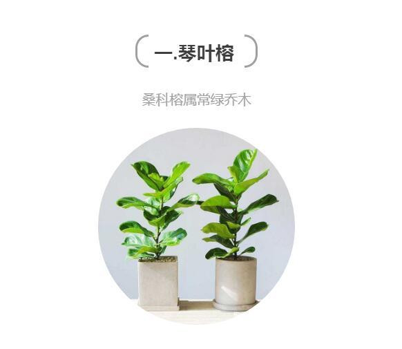 用这些植物打造家居杂志中的居家格调