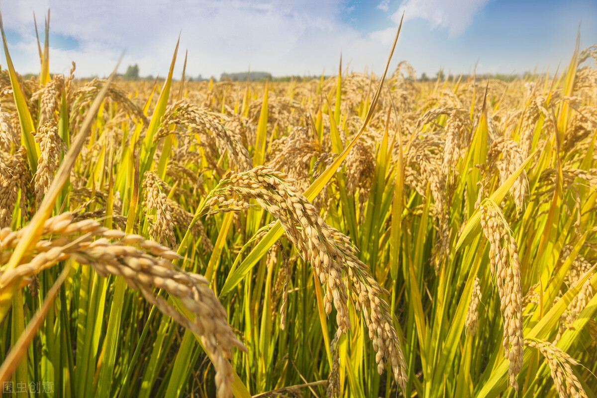 水稻价格多少钱一斤(5月3日国内各地稻谷价格发布) - 价格百科