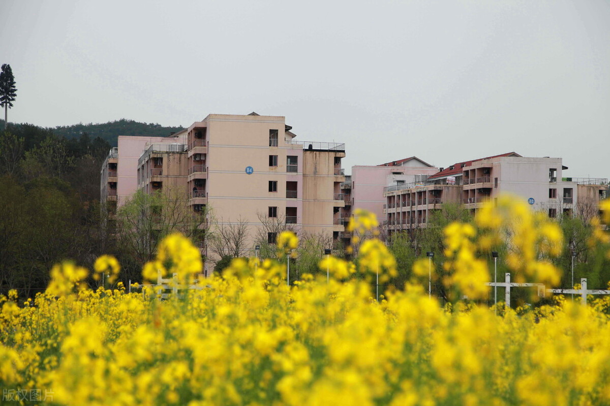 这5所高校虽然不是985，但优势专业能排全国第一，收分也不太高