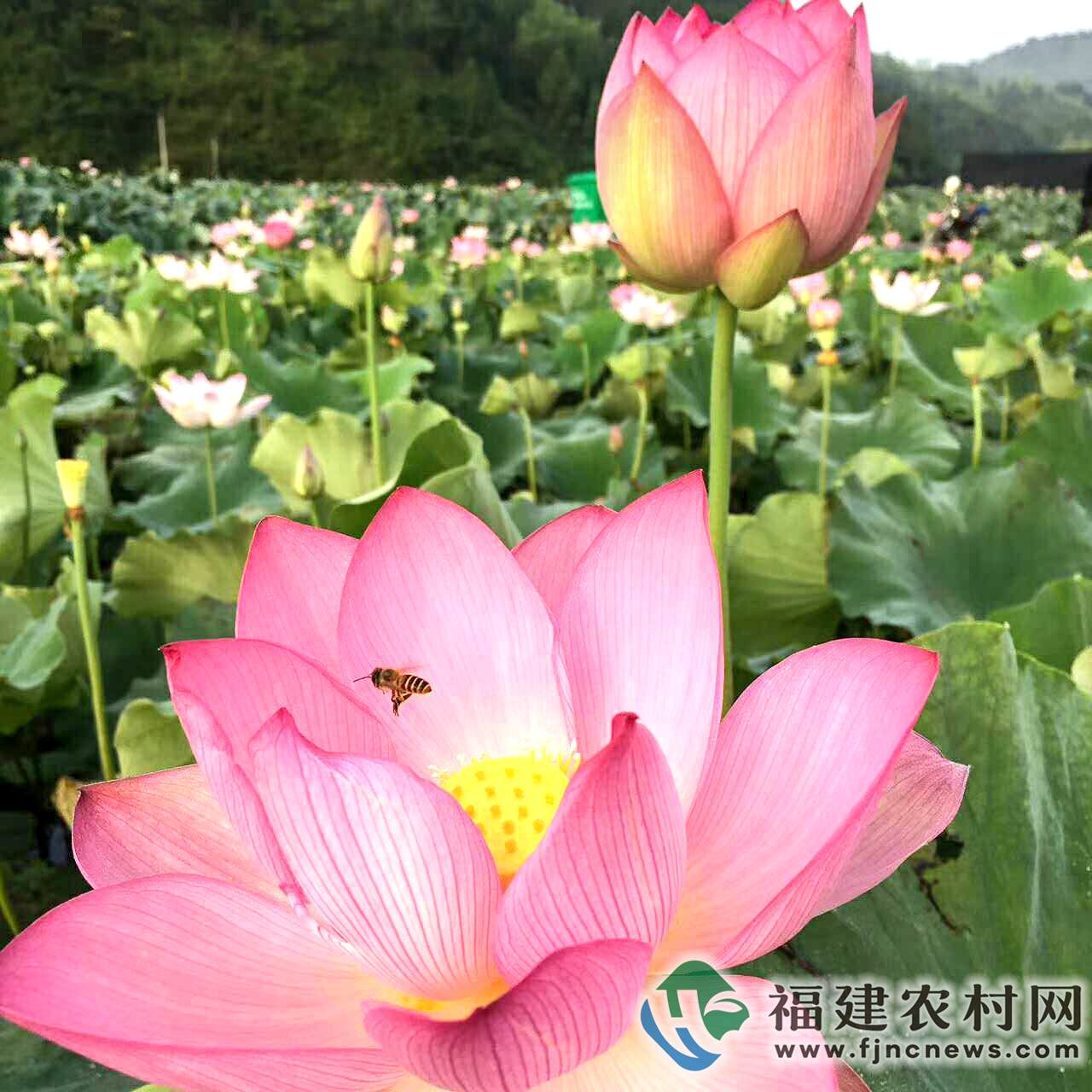 互联网+智能养蜂 开启无限“蜂”景