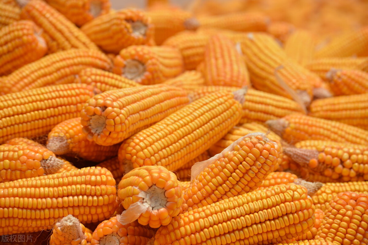 玉米价格下跌才刚刚开始，12月6日全国最新玉米行情