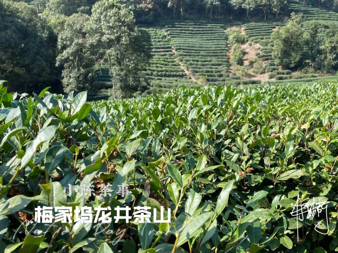 看了就懂的春茶选购指南，绿茶、白茶、红茶，哪些现在可以入手了