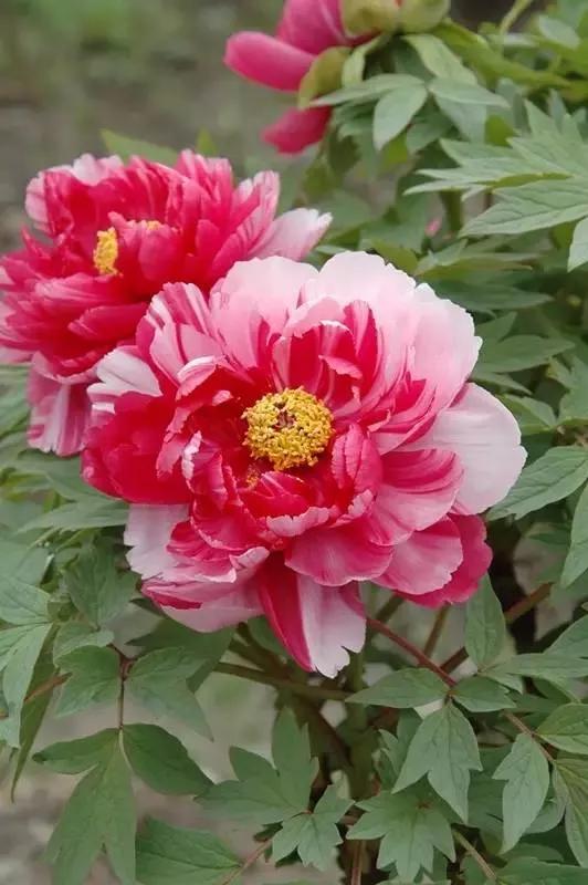 谷雨的古诗词有哪些「写谷雨节的古诗词」