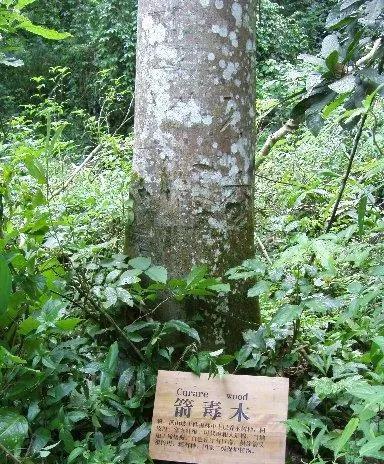 亚马逊雨林危机四伏，7大可怕杀手想想都后怕