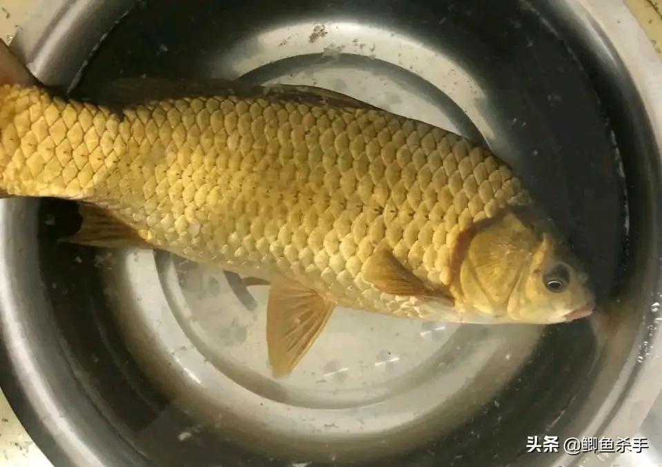 鲤鱼和鲫鱼的区别图片(金黄色) - 赤虎壹号