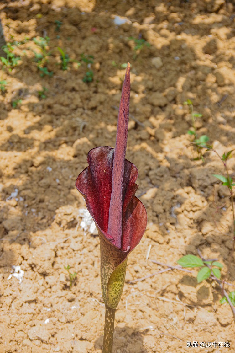 西鄉(xiāng)櫻桃香又甜