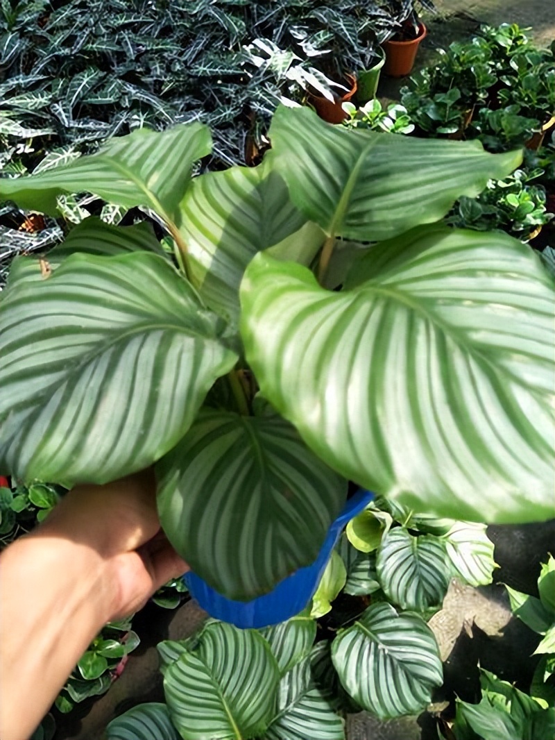 6种彩叶植物，养眼添姿彩！祛除异味有特效，好养还省心