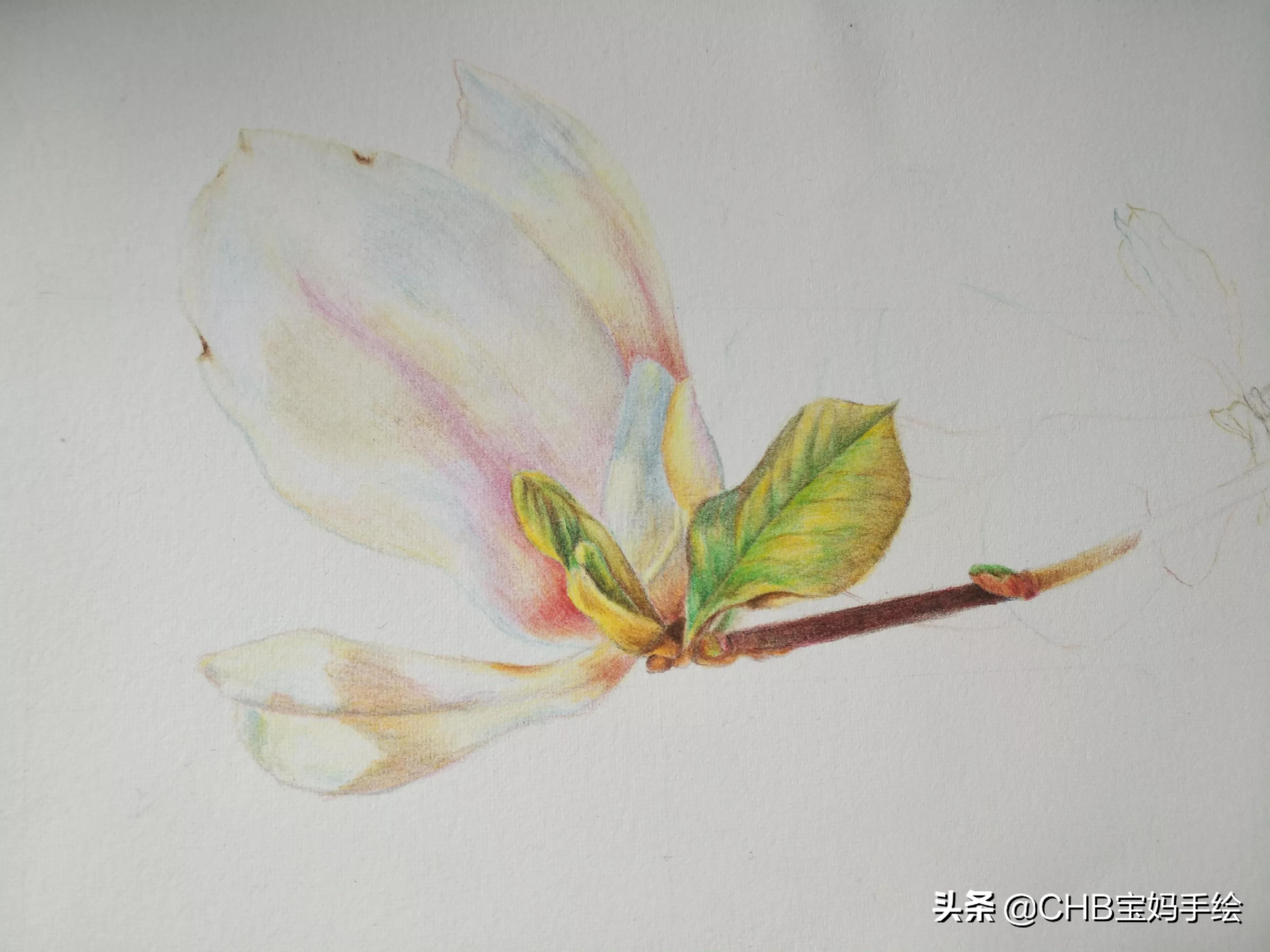 零基础学画画:用彩铅画一只白色的玉兰花,简单易画