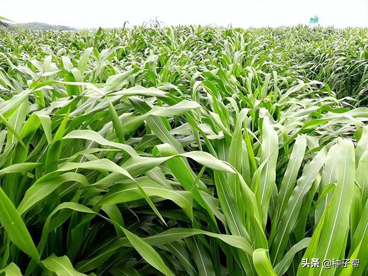 湖北養(yǎng)牛種草，墨西哥玉米草畝產(chǎn)20噸鮮草，甜度大，增重效果好