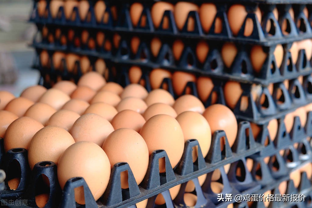 今日鸡蛋价格普遍下跌 短期蛋价还是高位平稳为主