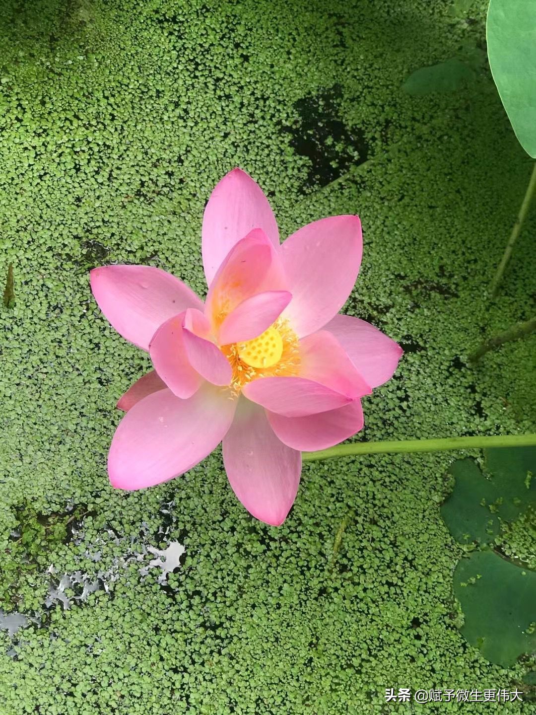 看客——青荷盖绿水 芙蓉披红鲜