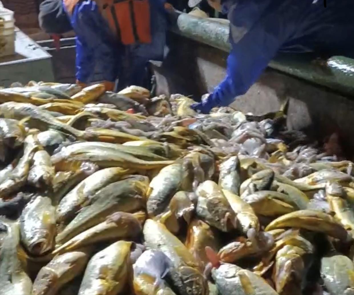一夜暴富，浙江一条渔船一网捕4500斤鱼，卖了近千万，为何这么贵