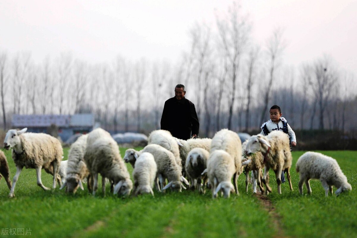 圈养100只羊一年的利润「圈养100只羊一年的利润为什么不能养羊」