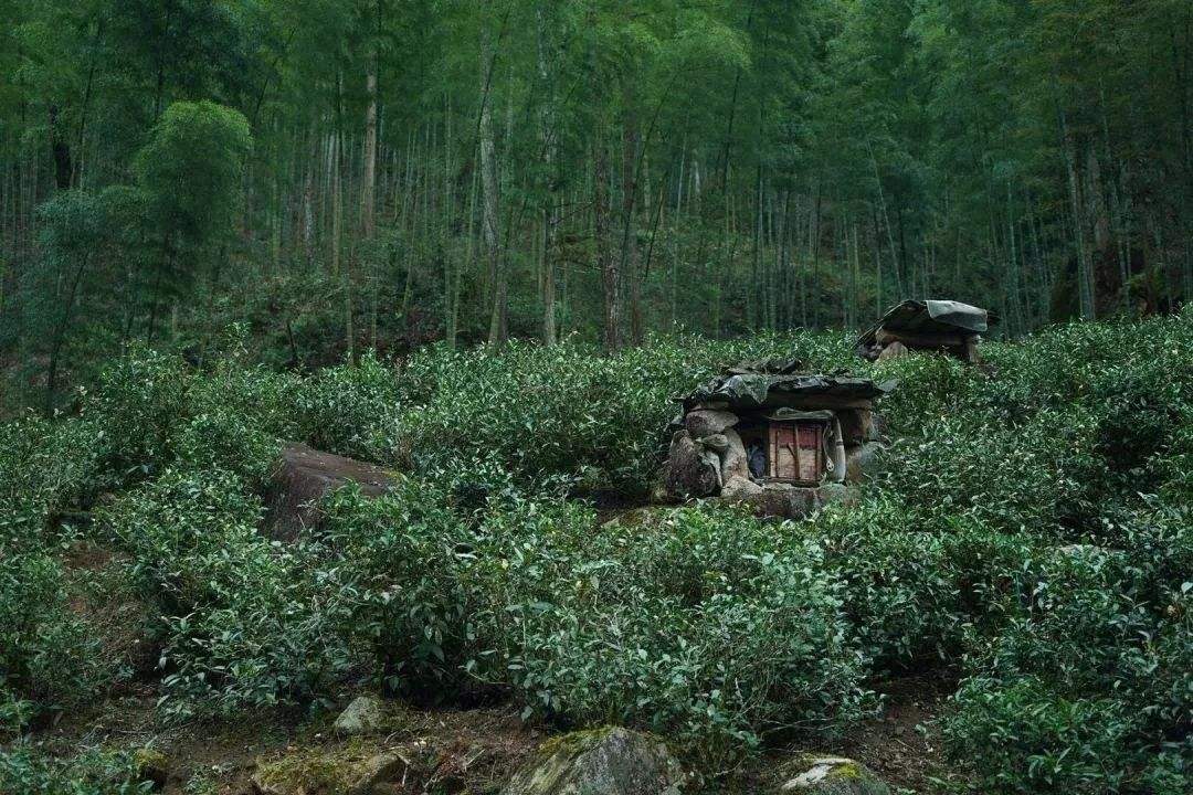 武夷山桐木关茶叶价格武夷山下的桐木村