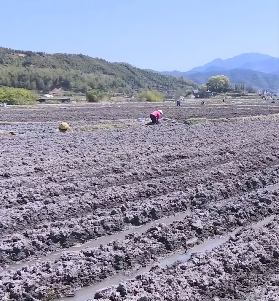 「全面推進(jìn)鄉(xiāng)村振興」姑田：種植檳榔芋 拓寬致富路