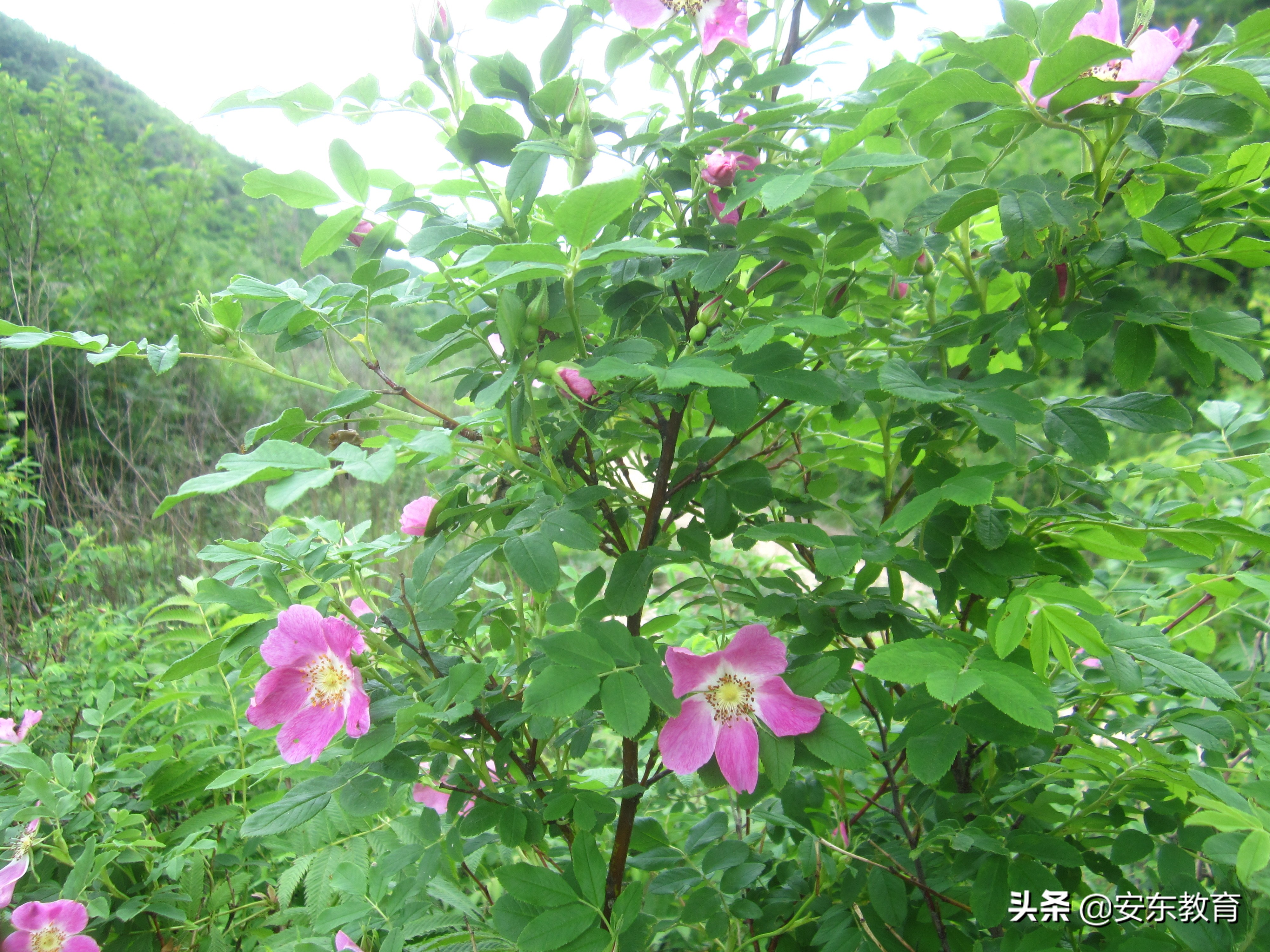 智利女优朵儿(采刺玫朵儿，甜蜜和辛酸混杂的记忆，认识山刺玫和野蔷薇)