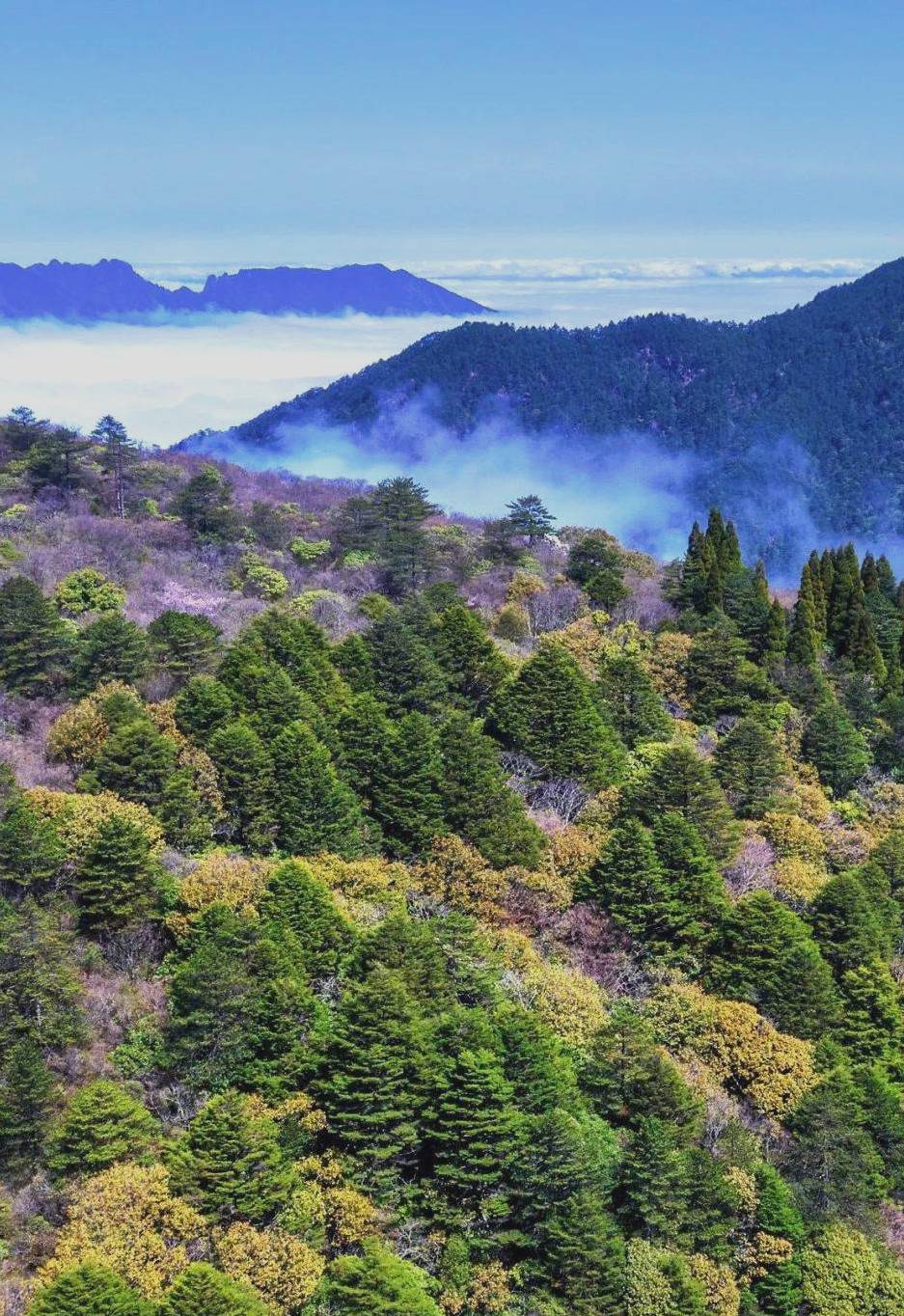 武夷山桐木关茶叶价格武夷山下的桐木村