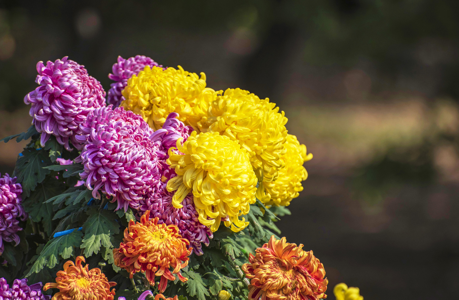 霸气不失文雅的诗句大全,霸气又不失文雅的名字