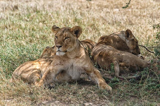 動物交配六親不認，獅王如何對待自己的女兒？ 是父愛還是獸性？