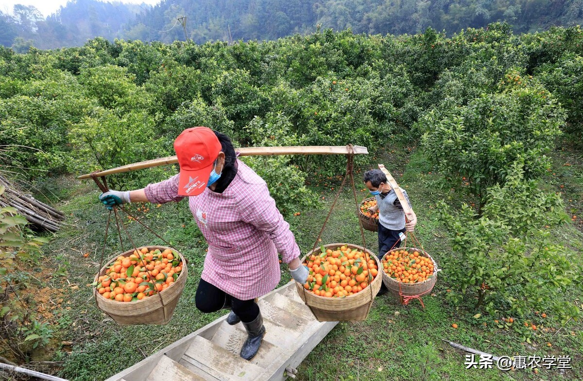 目前砂糖橘多少钱一斤？春节前会涨吗？2022年春节砂糖橘行情预测