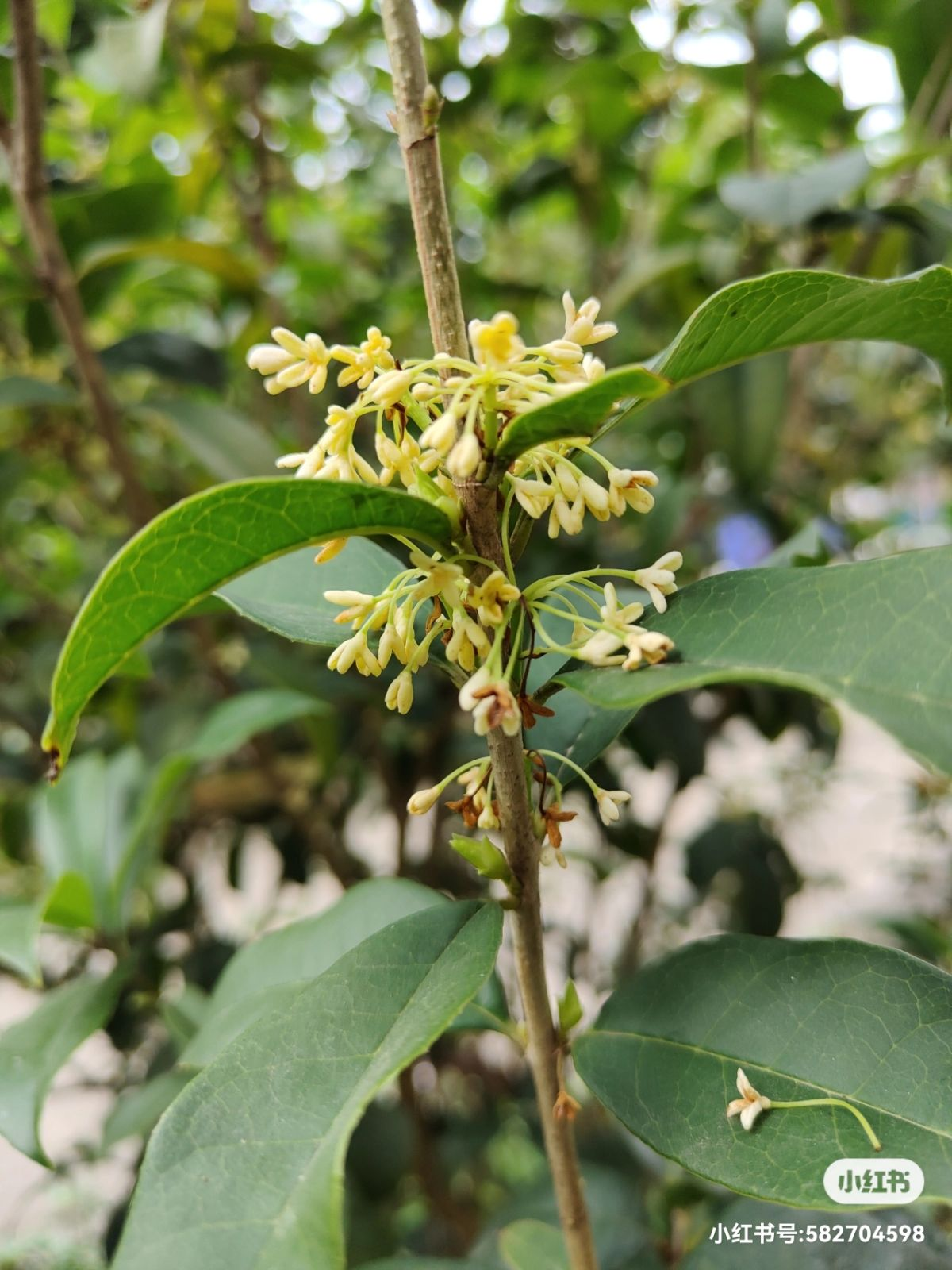 3月就种四季桂,开花时满院子香味,越养越喜欢