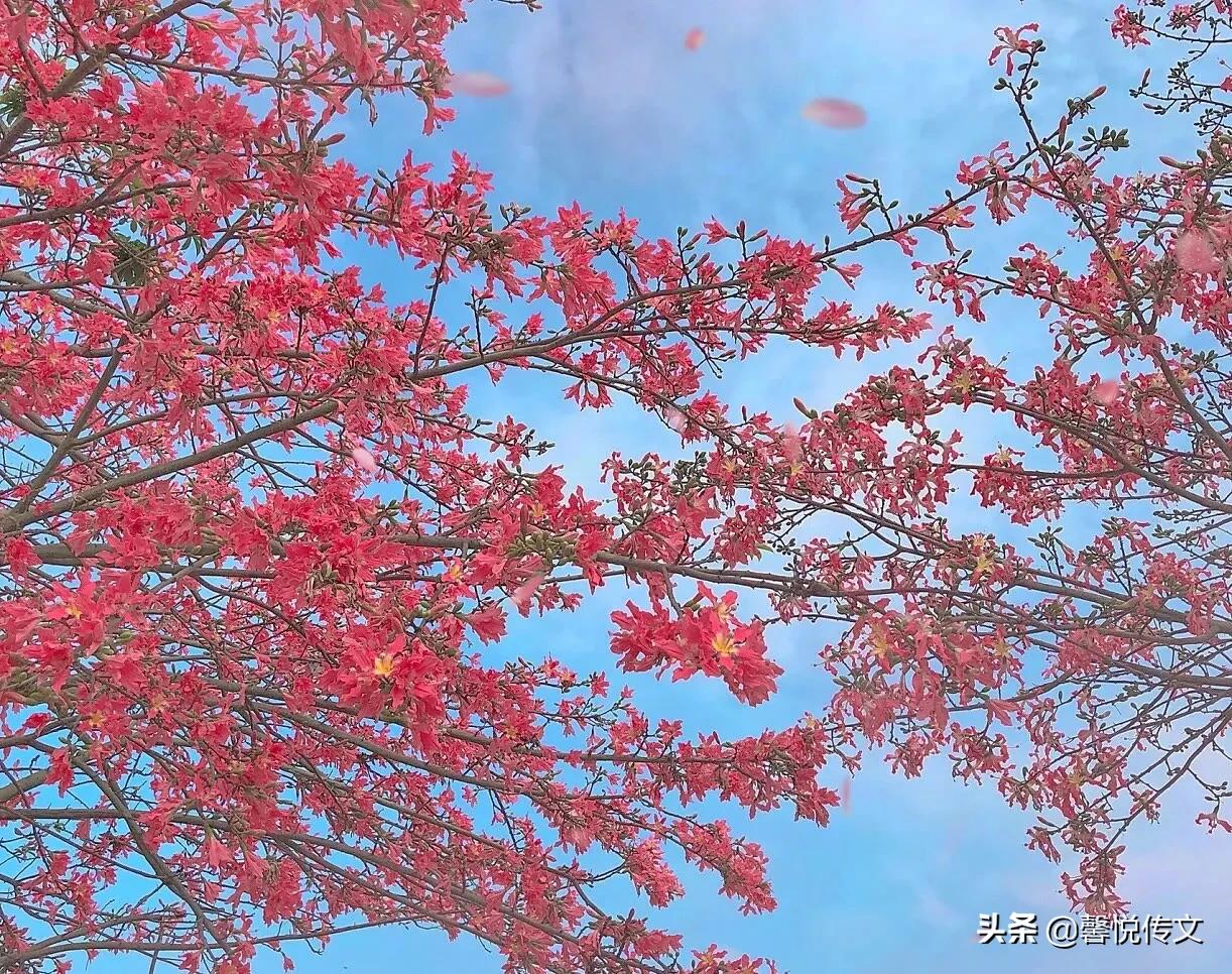 唯美背景图：窗外日光弹指过，席间花影坐前移