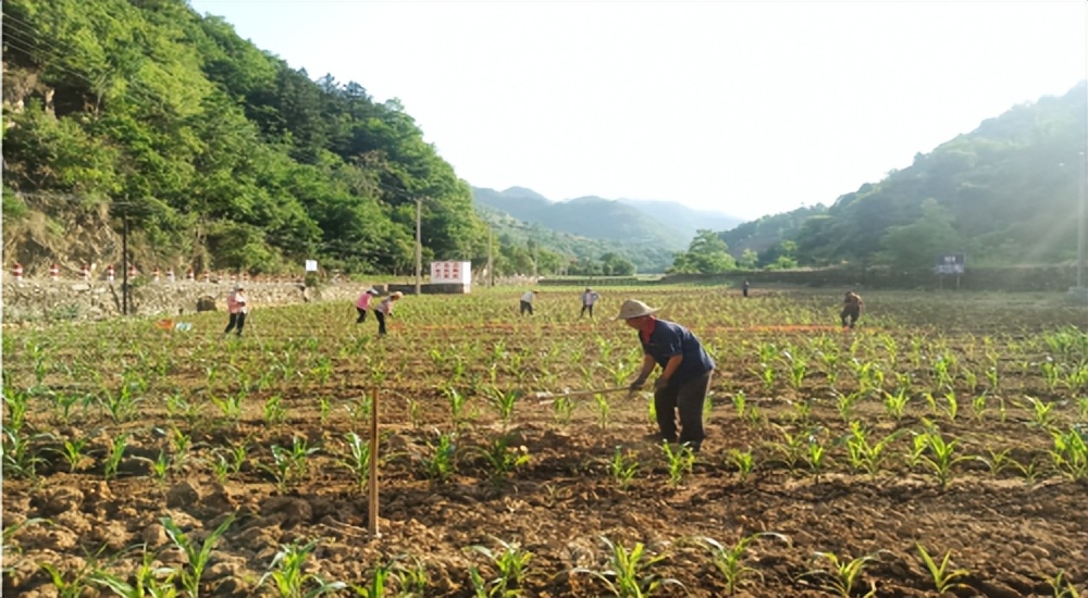 山阳县板岩镇实施“12345”工程全面促进乡村振兴