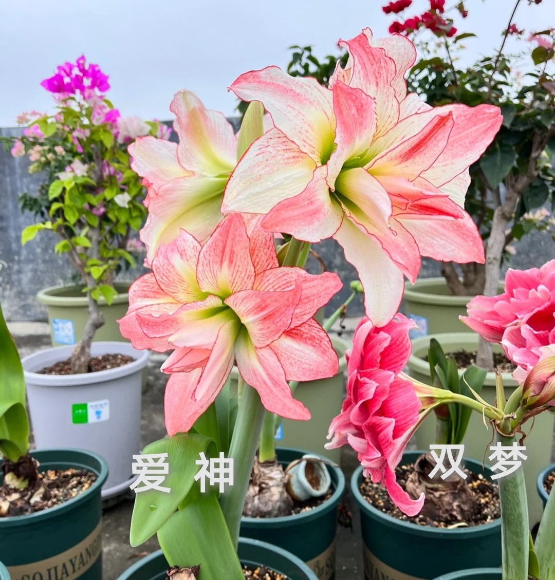 26码睡衣穿多大(最受欢迎的20种朱顶红,个个花大色艳,开花不断)