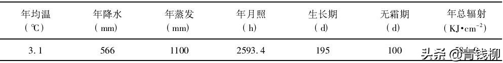 油牡丹的图片（了解油牡丹的播种育苗技术）