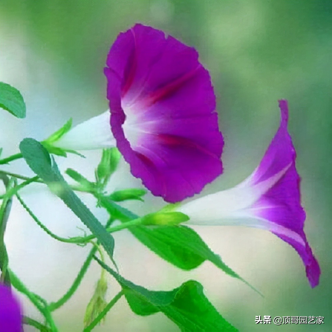6种花墙的做法，让你的花园连墙面都美美的