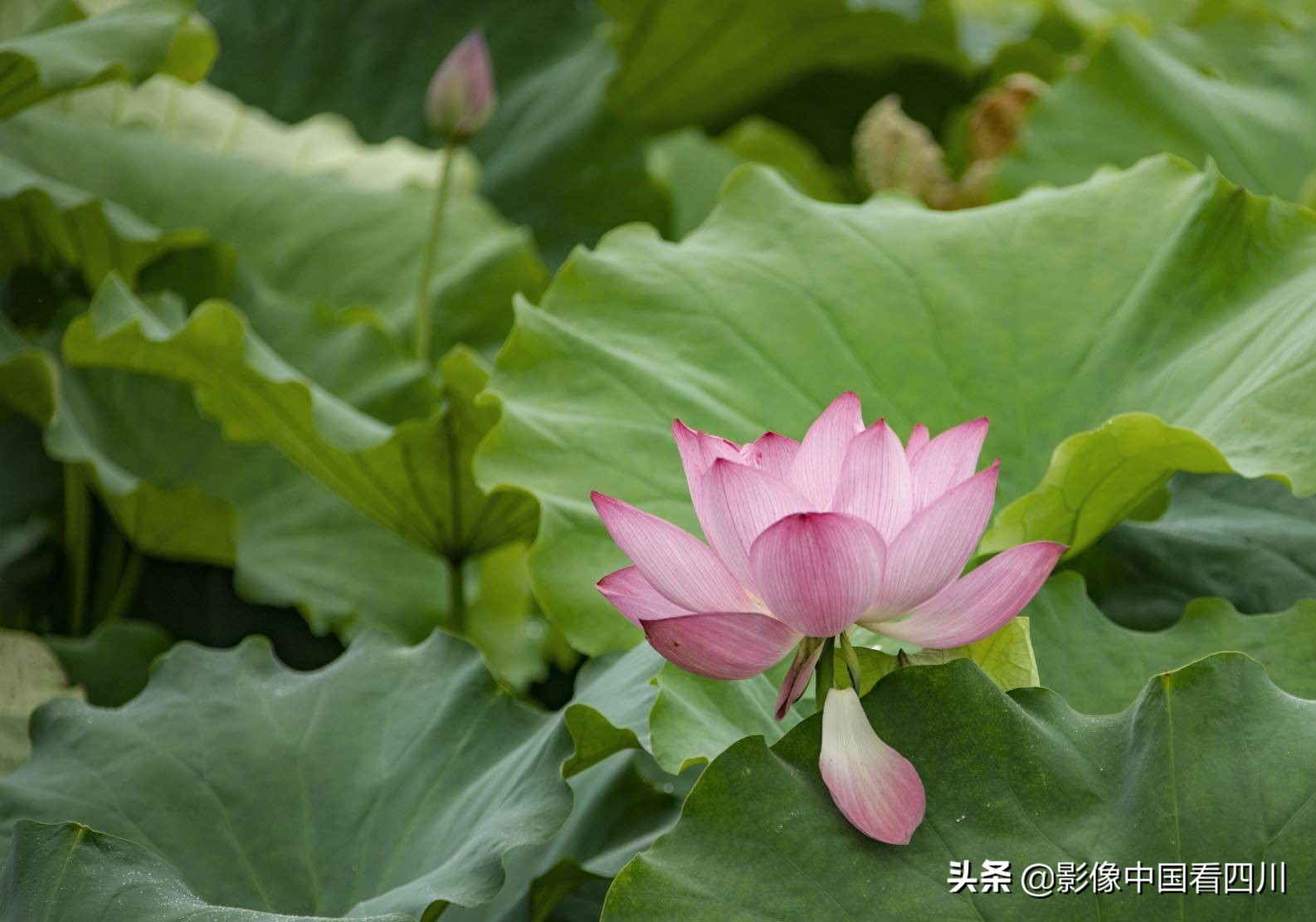 仁寿方家：映日荷花别样红