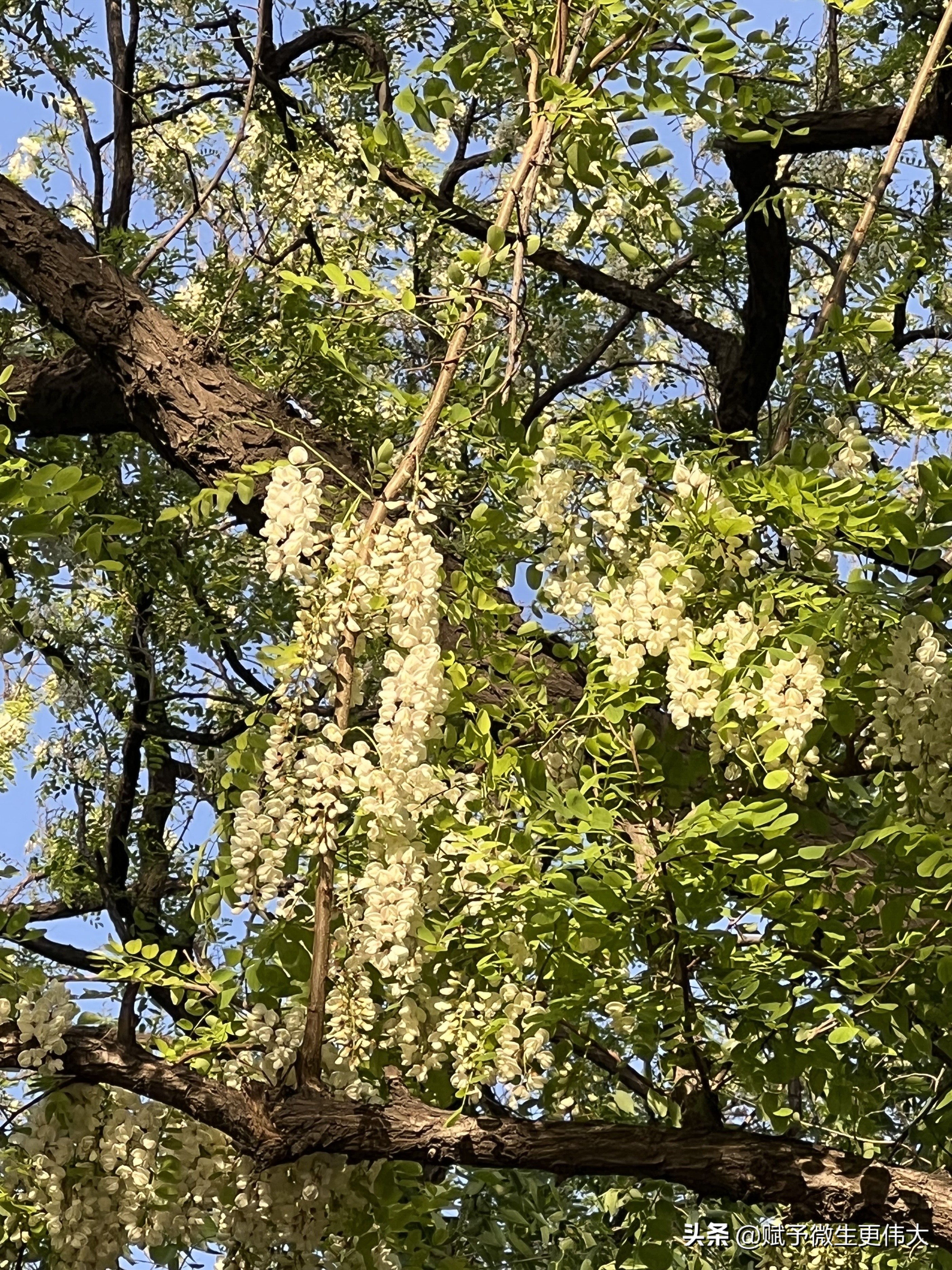 白花花——少忆儿时常采食