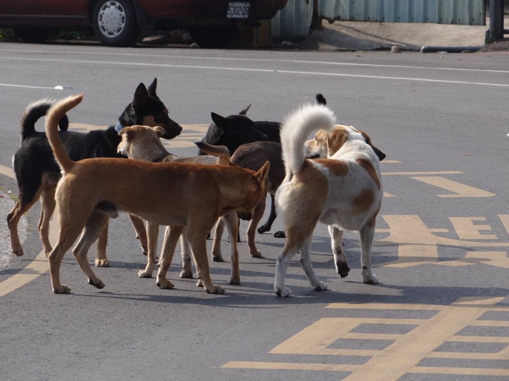 中国狂犬病防治真的走错路了？疫苗到底该给人打，还是给狗打？